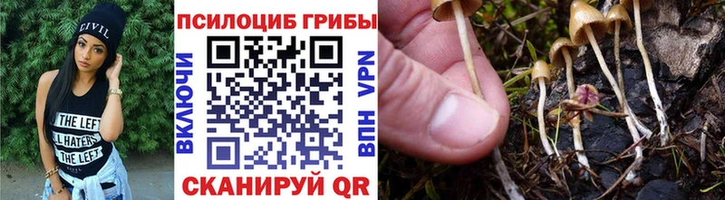 Псилоцибиновые грибы Psilocybe  Купить  Морозовск 